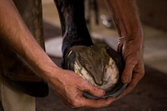 Farrier-Shoeing-Draft-Cross-Horse-scaled