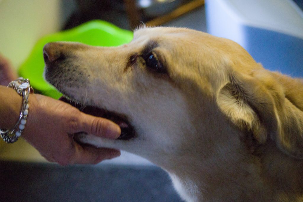 outerbanks north carolina pet portrait dogs golden retriever lab